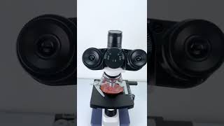 Ham magnified 400X is seriously awesomeunderthemicroscope science microscope [upl. by Dollie]