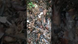 Green Pit Viper snake sailabhai new shortsvideo [upl. by Nylodnarb]