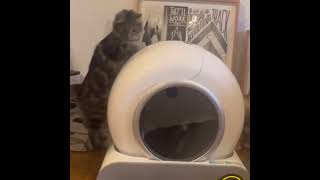 Cats reaction to automatic litter box Testar Självrengörande Kattsandlåda [upl. by Epolenep]