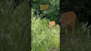 ‘’Family Deer Living Freely’’ deer rådyr Norway🇳🇴 shorts [upl. by Ratcliffe]