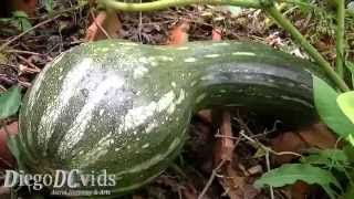 Cucurbita moschata Cucurbitaceae Abóbora gigante [upl. by Amuwkuhc]