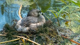 Nesting PiedBilled Grebe with Four Chicks [upl. by Ylurt]