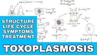 Toxoplasmosis  Toxoplasma gondii  Structure Life cycle Symptoms Treatment  Bio science [upl. by Rebekkah]