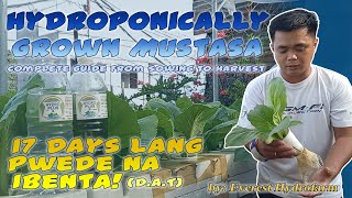 Hydroponically Grown Mustasa  Complete Guide in Planting from Sowing to Harvest  17 Days [upl. by Wolfgang]