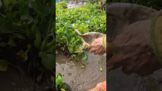 Best Big Size Shing Fishing Video From Muddy fish Bigfish fishingvideo [upl. by Anaujat447]