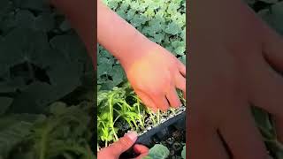 Technique for uprooting small plants shorts [upl. by Atinoj]