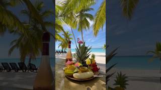 Saona island Dominican Republic private tour saona доминикана  iDominicanacom [upl. by Stich524]