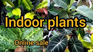 New sale videoindoor plants and outdoor plants50 plants8590719283 [upl. by Camile10]