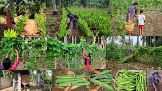 காய்பந்தல் இப்படி ஆகும்னு எதிர்ப்பார் ததுதாங்க🌱 செவ்வாழை நடவு🍌vegetable garden ideas🌶🍆🥒🫛Harvesting [upl. by Anitsuga]