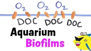 Aquarium Biofilms Learn About Prevent and Eliminate [upl. by Sexela]