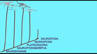 PL EXAM 2 SAUROPOD CLADOGRAMavi [upl. by Osbourne452]