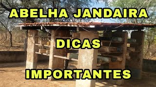 CRIAÇÃO DE ABELHA JANDAIRA DICAS IMPORTANTES [upl. by Nnanerak]