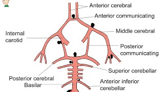 Como é a vascularização do encéfalo Neuroanatomia Funcional Básica [upl. by Dranoel398]