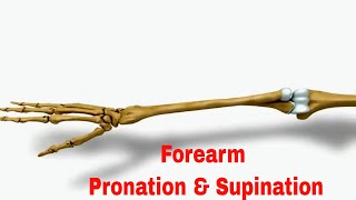 Twist and TurnMastering the Art of Forearm Rotation  Pronation amp Supination 팔의 마법 회전의 비밀회내전과 회외전 [upl. by Eremehc]