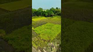 Dji Drone Video 😋🤔🤔youtubeshorts foryou subscribe reels song [upl. by Juta]