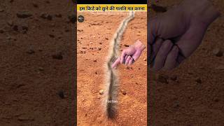 इस किडे को छूने की गलती कभी मत करना l pine prossissionery caterpillar l Facton View [upl. by Englis]