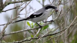 Loggerhead Shrike  the Butcher Bird in action [upl. by Eiramit]