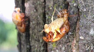 Brood XIII Cassins 17Year Cicada molting time lapse Red Maple HD [upl. by Saum]