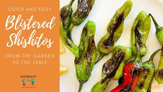 Easy Blistered Shishito Peppers [upl. by Jane477]