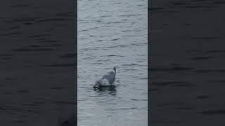 Gulls talking Glaucouswinged Gull [upl. by Mauralia]