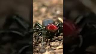 Is the Mouse spider as Deadly as It Looks venomous [upl. by Eilyw]