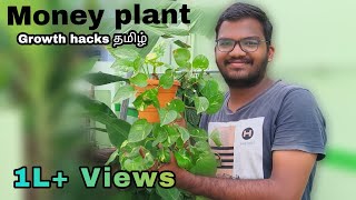 Money plant growth hacks in tamilHow to grow Money plant at home in tamil [upl. by Rocky155]