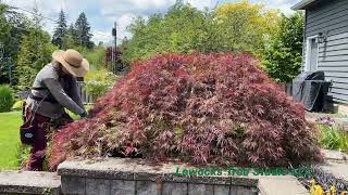 Japanese laceleaf maple  Acer palmatum var dissectum [upl. by Norword]