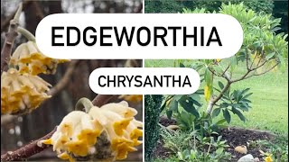 Edgeworthia Chrysantha Plant Review [upl. by Dobrinsky557]