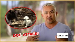 Stopping an Aggressive Dog Attack  Cesar 911 [upl. by Annoek993]