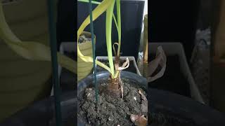 🌹 Avoid Overwatering The Hidden Threat to Your Amaryllis Plant  See Comment [upl. by Sotsirhc]