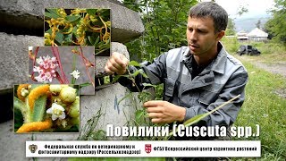 Повилики Cuscuta spp [upl. by Petula]