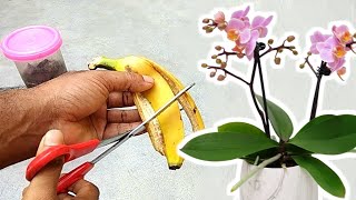 Bananenschale  bester Dünger für blühende Orchideen Orchideen wieder blühen bringen [upl. by Etnoed]