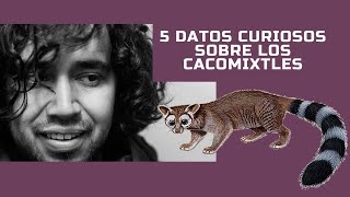 5 Datos Curiosos Sobre El Cacomixtle Que Te Dejarán Con La Boca Abierta [upl. by Antoine513]