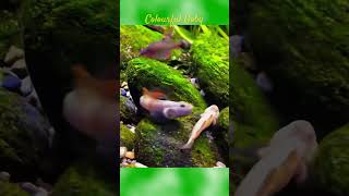 MMA Shorts  Colourful Goby Fish  Gobies  Gobiidae gobyfish goby aquariumfish fish [upl. by Sayre]