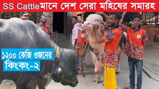 biggest buffalo farm in bd  SS Cattle Farm  largest buffalo in bd  agriculture news [upl. by Yrad681]