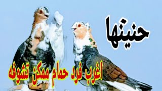 دقت طبول الحرب موسم خير على النشيشهالكابتن هانى غالى ـ على اورمهالحمامالغزار [upl. by Ahsinuq]