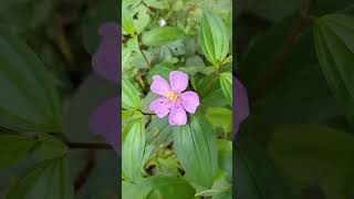 Pink Lady Heterotis rotundifolia Spanish Shawl pinkflower nature naturalflowers gardening [upl. by Vrablik]