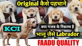 Father Kci 🔥  Full top quality  Ultimate labrador puppies for sale  labrador with wrinkles [upl. by Hajar413]