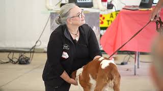 From The Love of One Little Dog Advanced First Aid Clinic For The Hunting Dog [upl. by Mulloy]