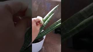 DIY Plant Home remedy for aphids and termites [upl. by Possing]