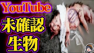 【新種？】YouTubeで見つかった未確認生物５選 [upl. by Lurette262]