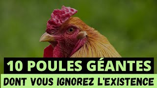 10 POULES LES PLUS GÉANTES DONT VOUS IGNOREZ LEXISTENCE [upl. by Jacoby]