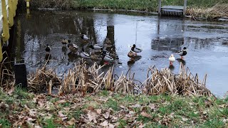 Winterse taferelen in Alphen aan den Rijn [upl. by Baxie]