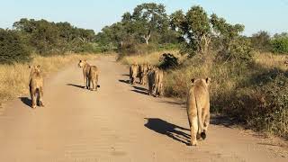 Lets Follow Seven Hungry Lionesses [upl. by Maidy757]