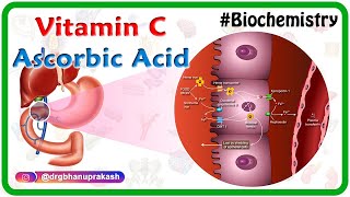 Vitamin C  Ascorbic acid Animation  MetabolismSources Synthesis  functions Scurvy [upl. by Prudhoe984]