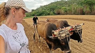 ASÍ ES LA DESCONOCIDA VIDA RURAL EN CUBA ¡INEXPLICABLE 🇨🇺 [upl. by Ehtyde]