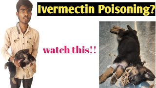 Ivermectin ToxicityPoisoning in the German Shepherd Dog  Drug Overdose  Dr SkMishra [upl. by Airym]