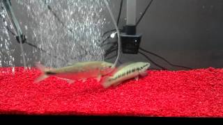 Brycon Dentex and Pike Cichlid Feeding [upl. by Anaig]