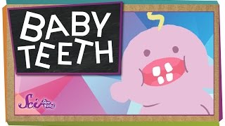 Why Do We Have Baby Teeth [upl. by Kinata727]