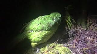 El kakapo o kákapu loro nocturno Strigops habroptilus [upl. by Kelsi]